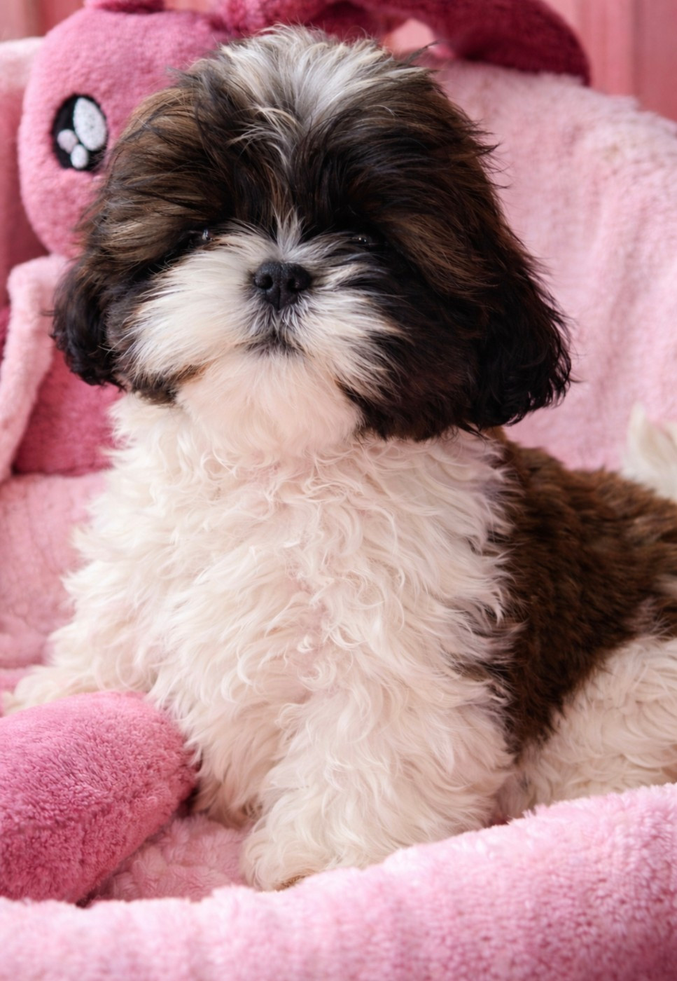 CHIOT 2 - Shih Tzu
