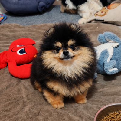 Les chiots de Spitz allemand