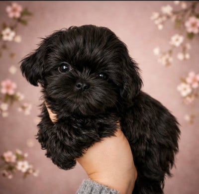 Les chiots de Shih Tzu