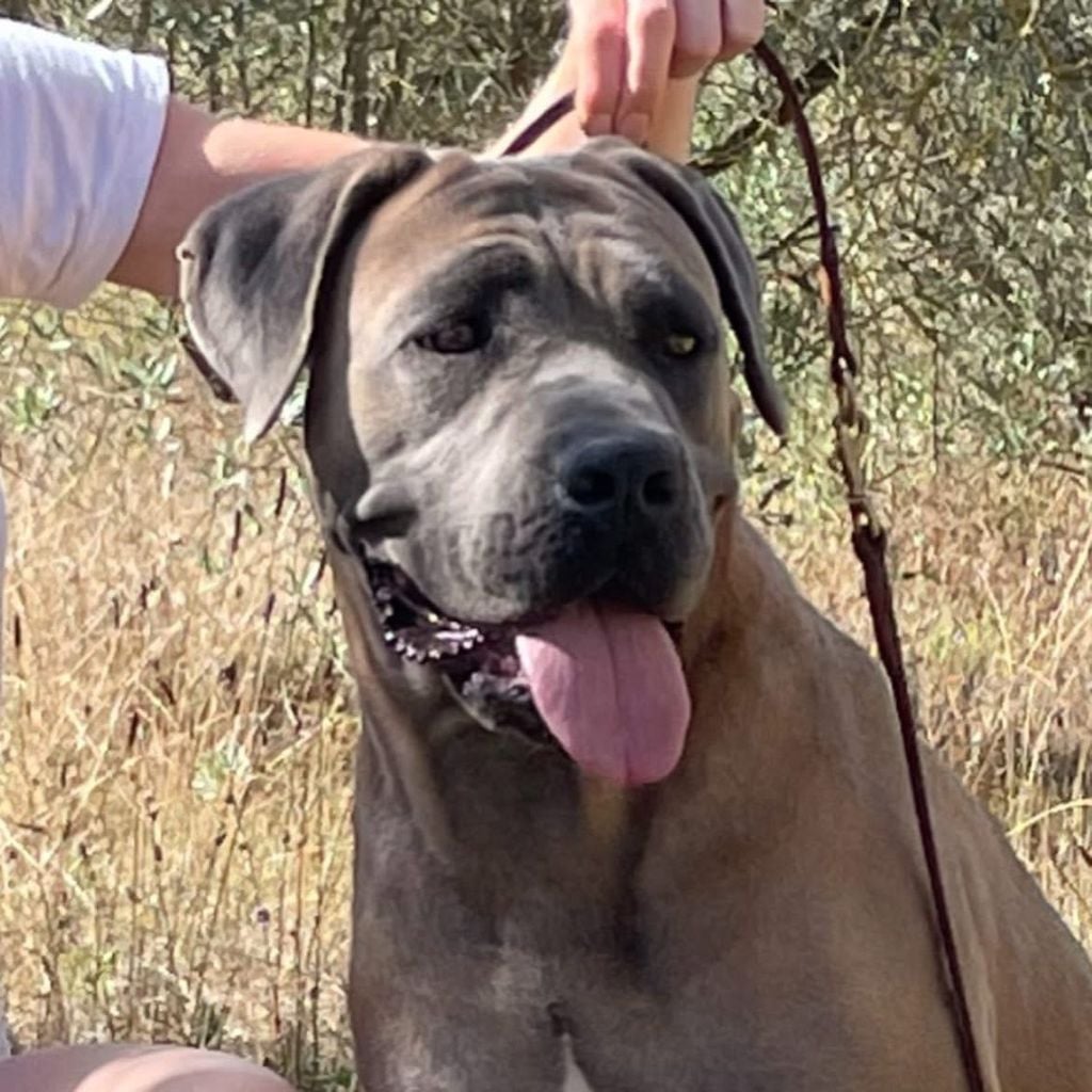 Fedora buda's imperial