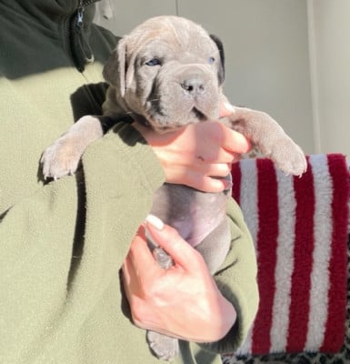 Les chiots de Cane Corso