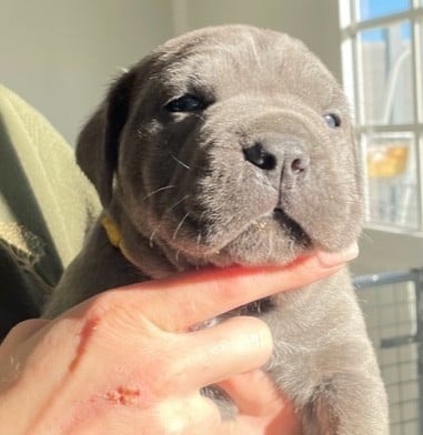 Les chiots de Cane Corso