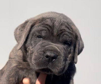 Les chiots de Cane Corso