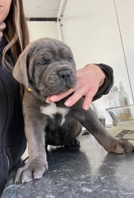 Les chiots de Cane Corso