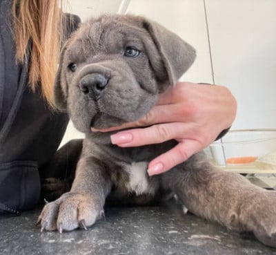 Les chiots de Cane Corso