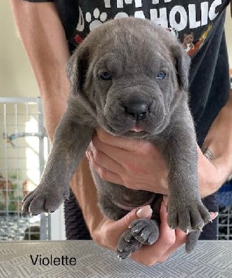 Les chiots de Cane Corso