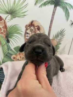 Les chiots de Cane Corso