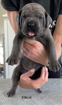 Les chiots de Cane Corso