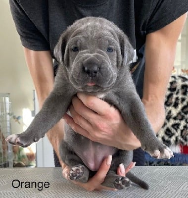 Les chiots de Cane Corso