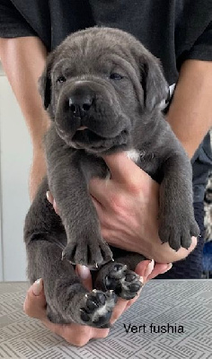 Les chiots de Cane Corso