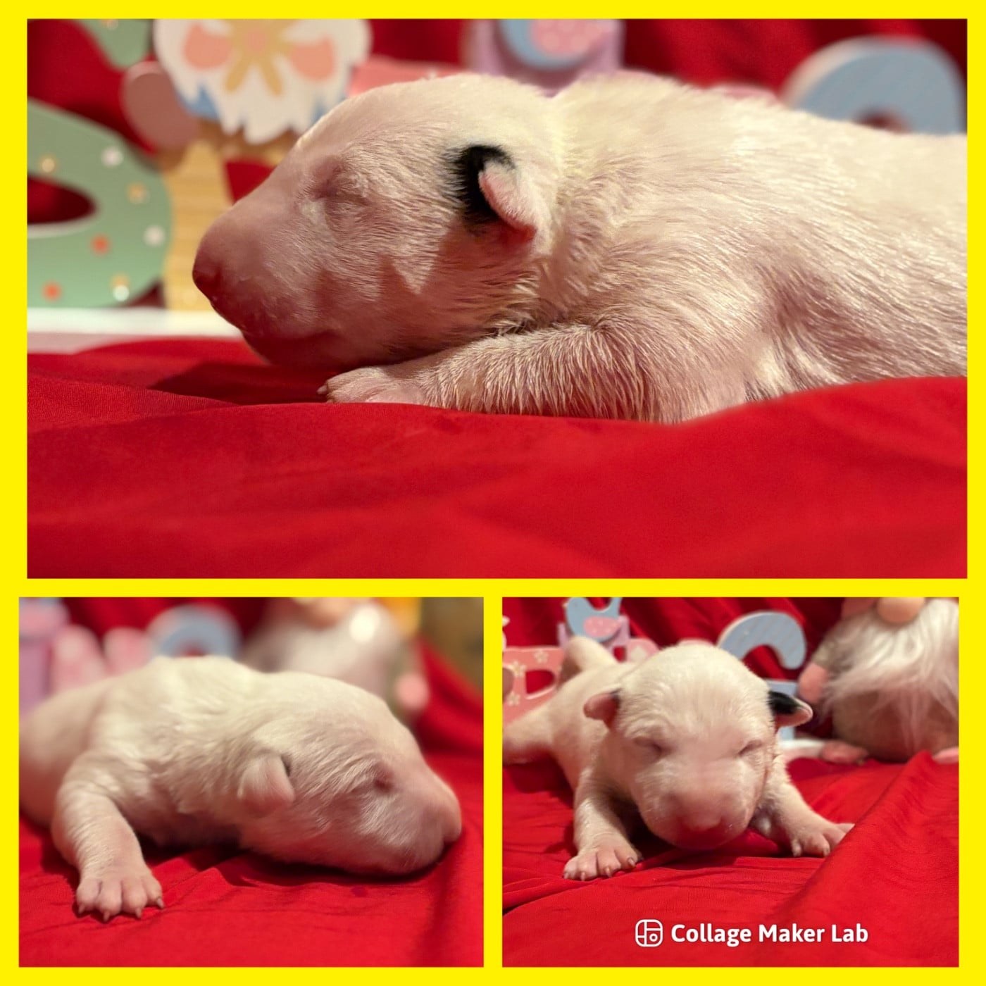 CHIOT 4 - Bull Terrier