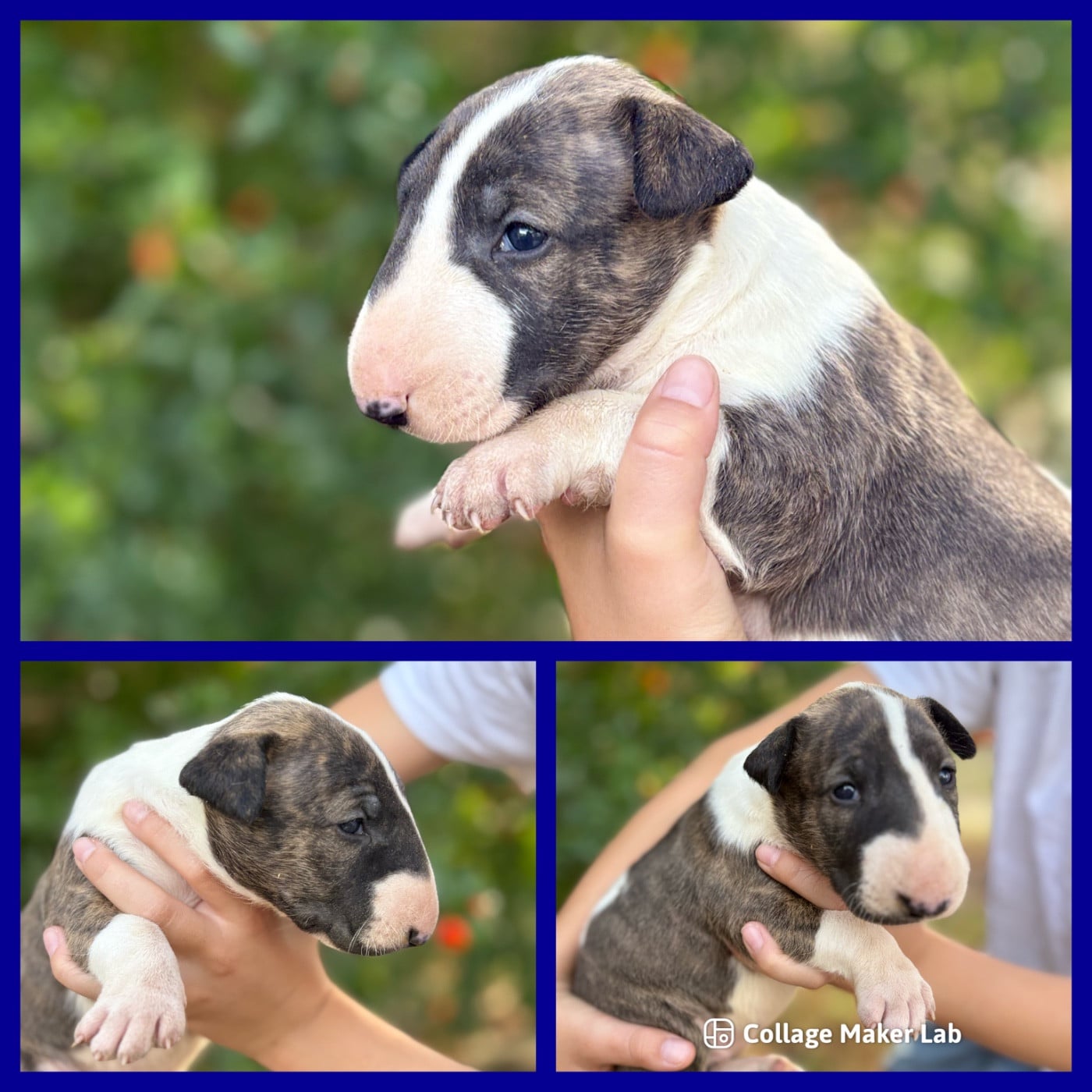 CHIOT 2 - Bull Terrier