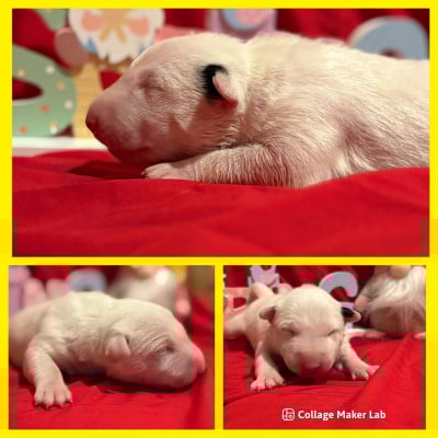 Les chiots de Bull Terrier