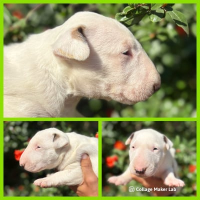 Les chiots de Bull Terrier
