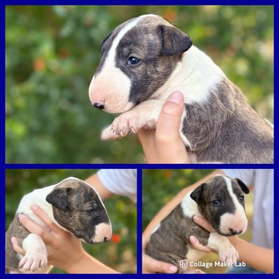Les chiots de Bull Terrier