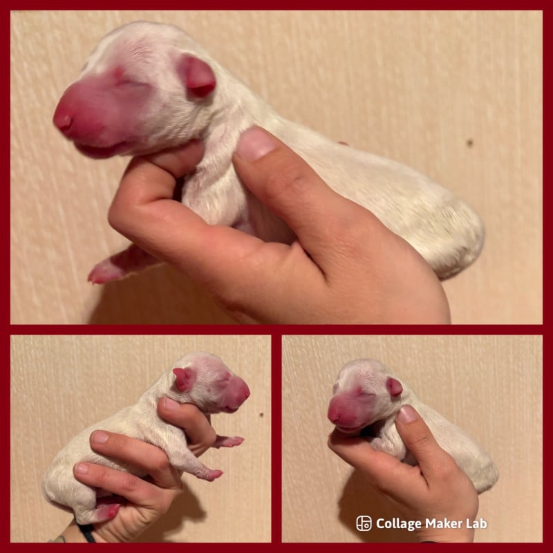 Bull Terrier - Des Minis De Ryosie