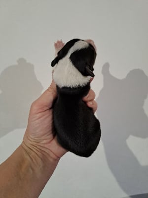 Les chiots de Berger Américain Miniature 