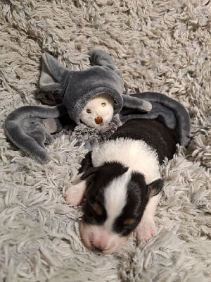 Les chiots de Berger Américain Miniature 