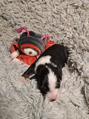 Les chiots de Berger Américain Miniature 