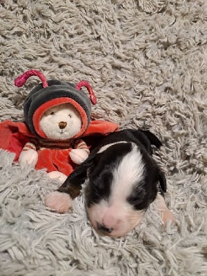 Les chiots de Berger Américain Miniature 