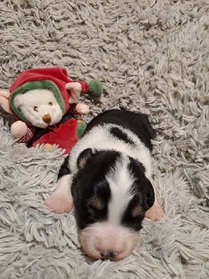 Les chiots de Berger Américain Miniature 