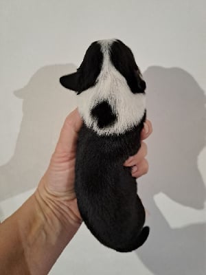 Les chiots de Berger Américain Miniature 