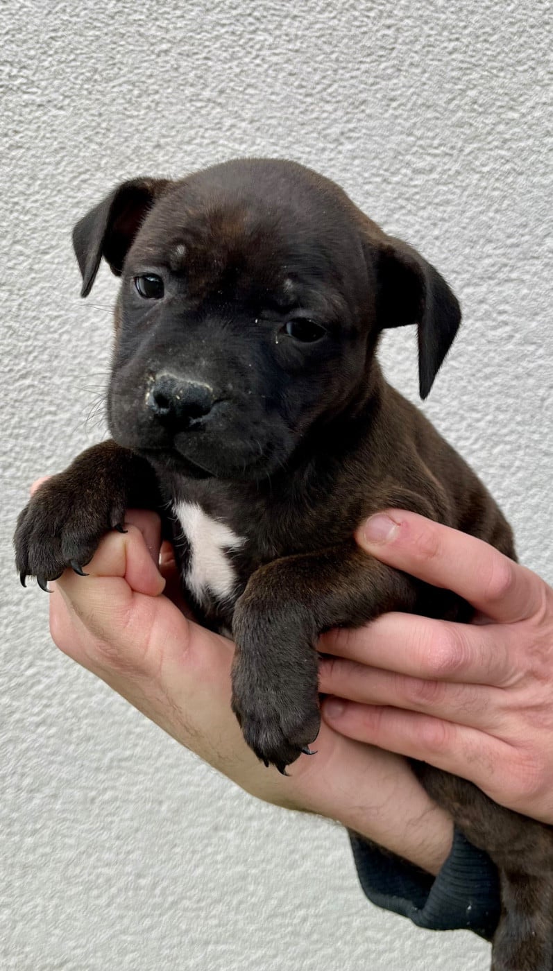 Staffordshire Bull Terrier - Des Bois De La Garnasse