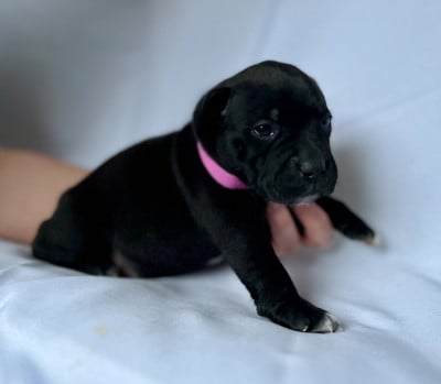 Les chiots de Staffordshire Bull Terrier