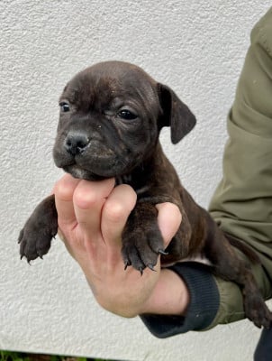 Les chiots de Staffordshire Bull Terrier