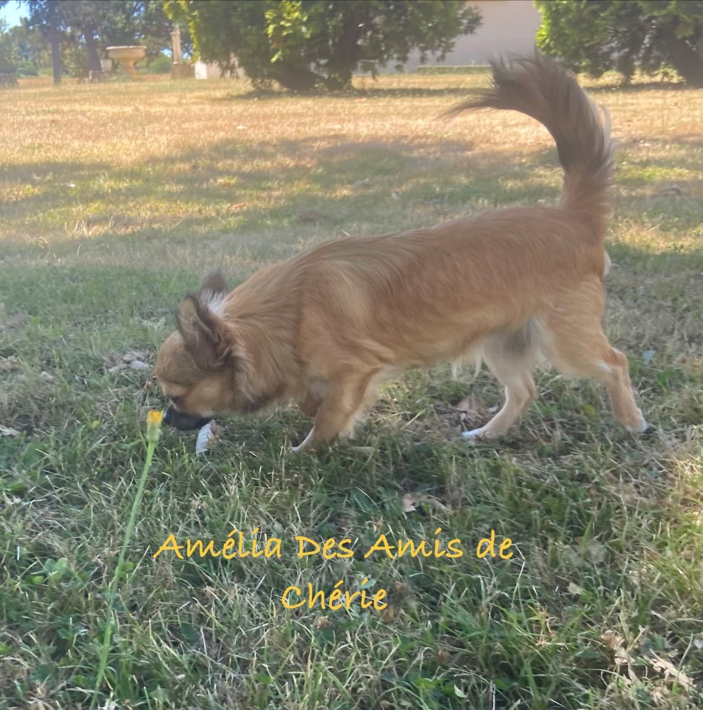 Amélia