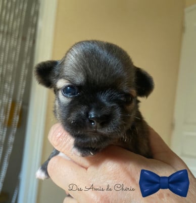 Les chiots de Chihuahua