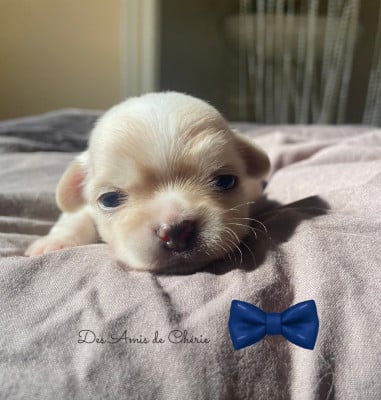 Les chiots de Chihuahua