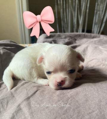 Les chiots de Chihuahua