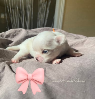 Les chiots de Chihuahua