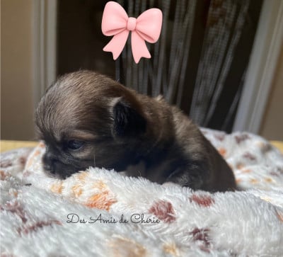 Les chiots de Chihuahua