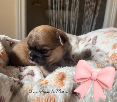 Les chiots de Chihuahua
