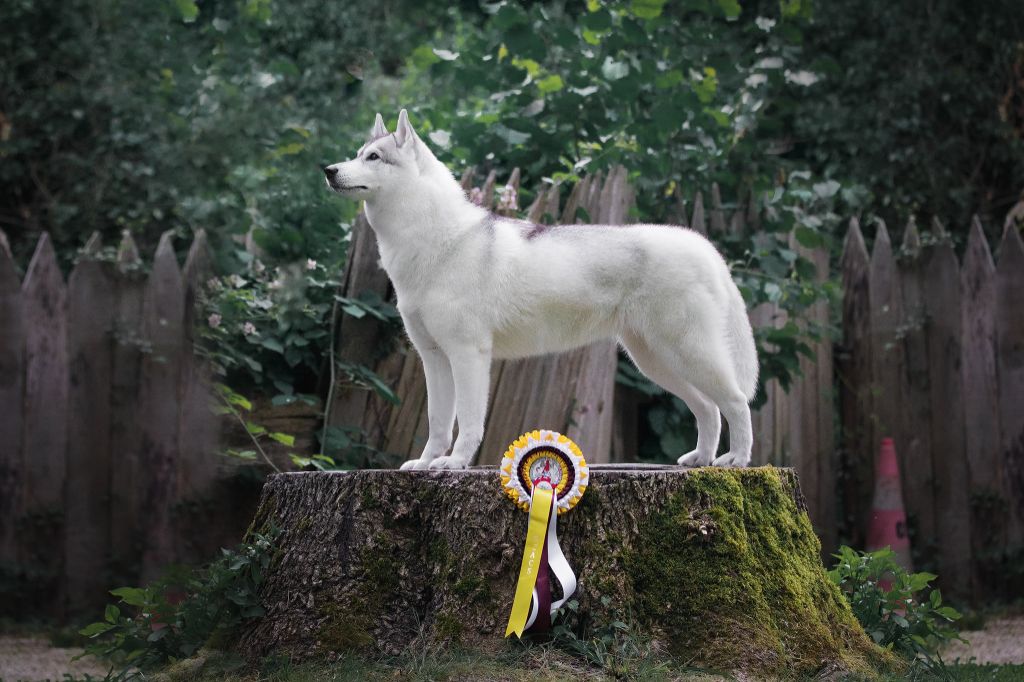 Bloodsnow Pink honey martini - RCACS