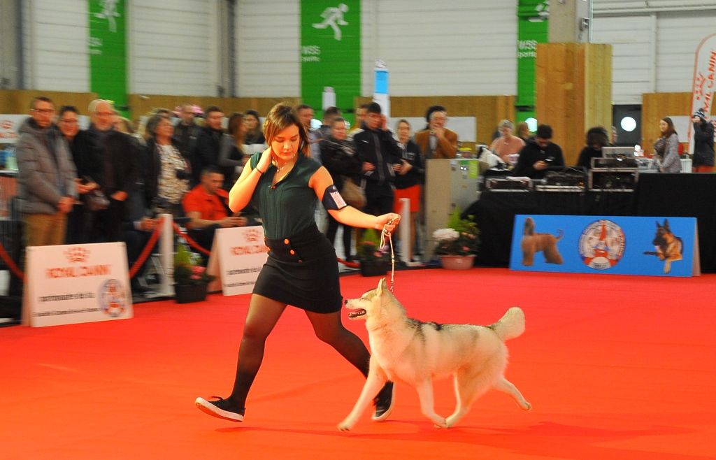 Bloodsnow Pink honey martini - Best in Show 3 Puppy