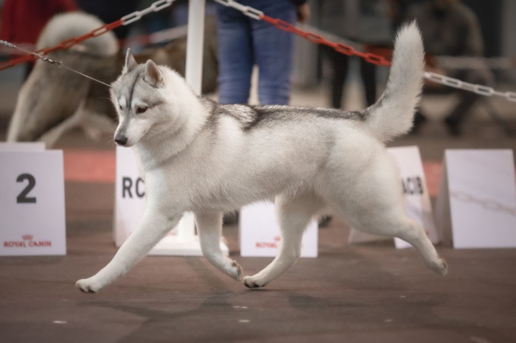 Bloodsnow Pink honey martini - 3ème EXCELLENT