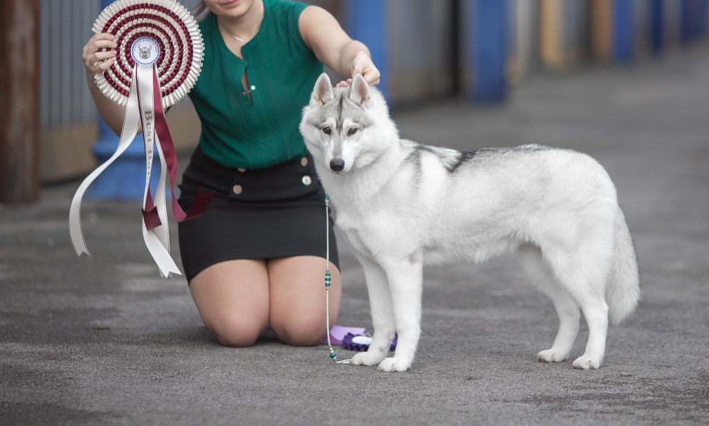 Bloodsnow Pink honey martini - Meilleur baby, Best in Show Baby