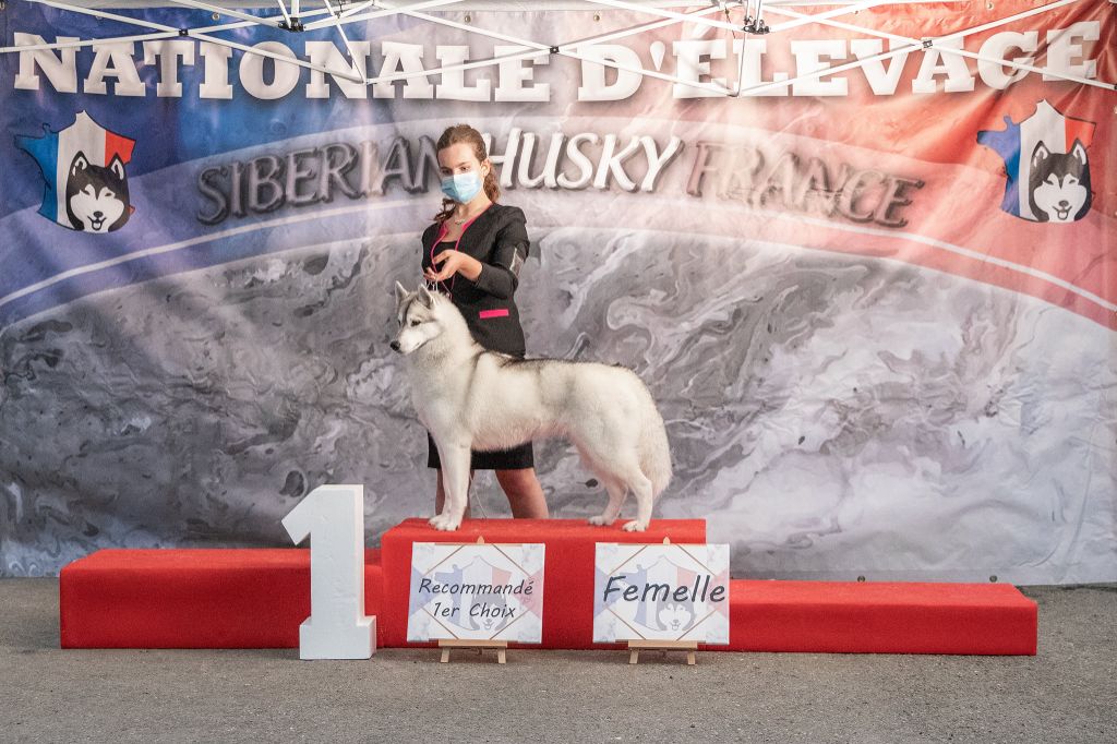 Bloodsnow Pink honey martini - Recommandée 1er choix