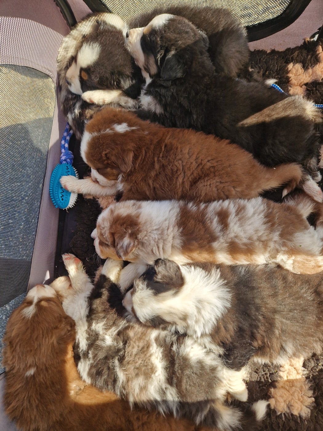 Berger Australien - Aux Delices De Pim'se