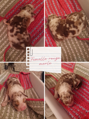 Les chiots de Berger Australien