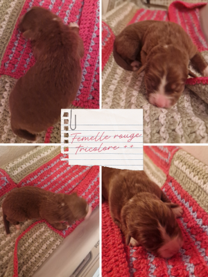 Les chiots de Berger Australien