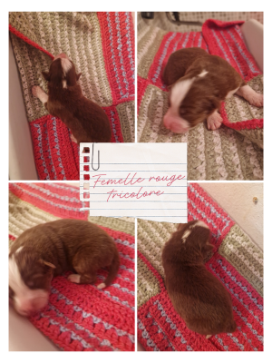 Les chiots de Berger Australien