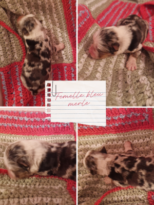 Les chiots de Berger Australien