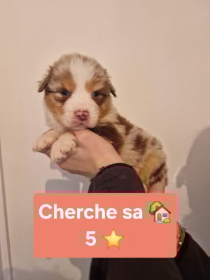 Les chiots de Berger Australien