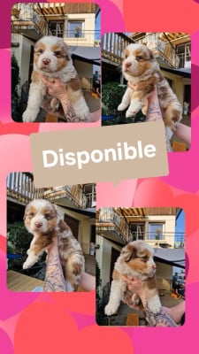 Les chiots de Berger Australien