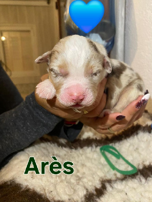 Les chiots de Berger Australien