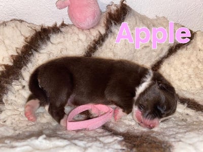 Les chiots de Berger Australien